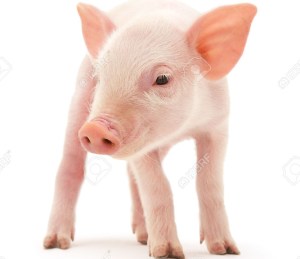 14498915-pig-que-cerdito