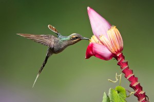 colibri